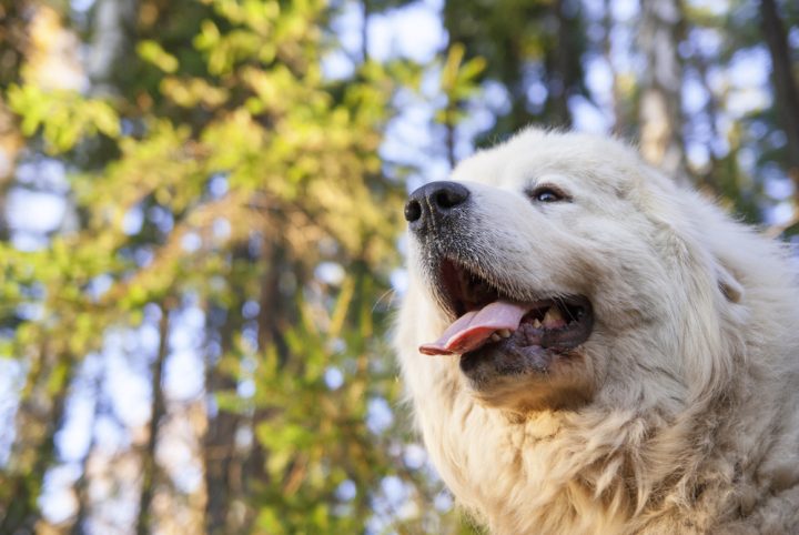 How To Keep Great Pyrenees Cool