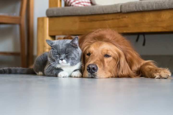 Large Breed Dogs That Are Good With Cats