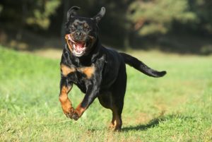 Pros And Cons Of Owning A Rottweiler
