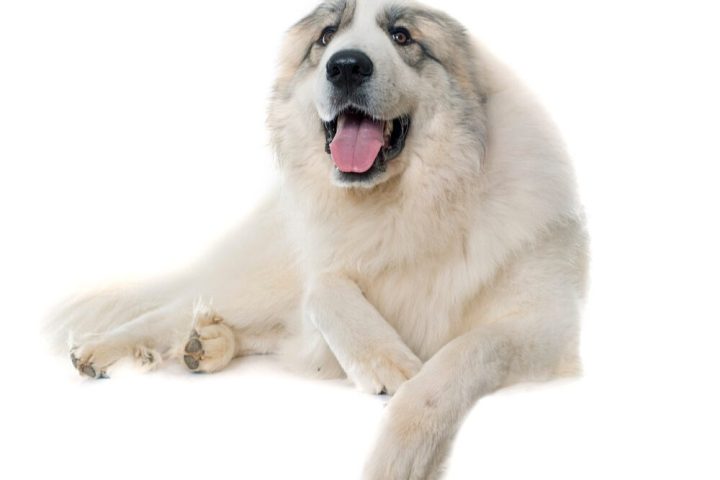 Pros And Cons of Owning A Great Pyrenees