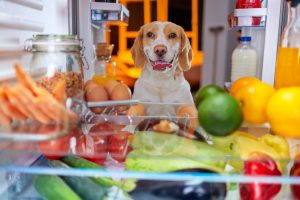 Why Do Dogs Love Human Food