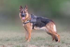 Can German Shepherds Be Hunting Dogs