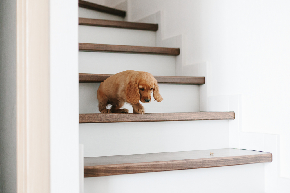 How Old Before A Puppy Can Go Up or Down Stairs