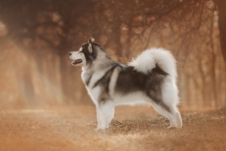 Large Breeds With Curly Tails