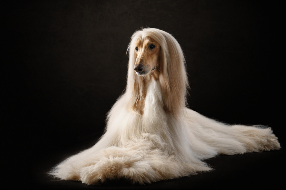 Large Dog Breeds With Long Hair