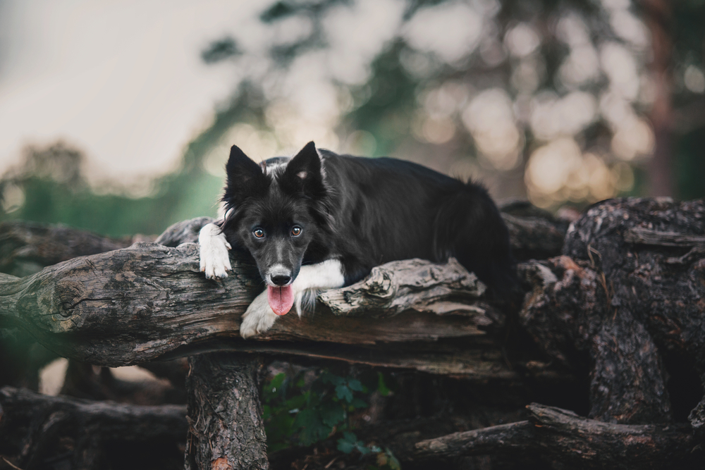 Dog Breeds That Can Climb Trees