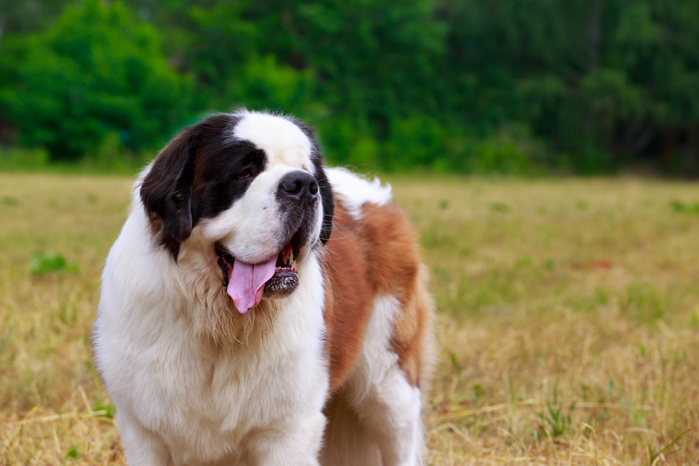 Dog Breeds That Cannot Handle Hot Weather
