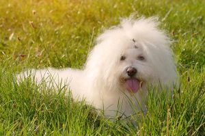 Dog Breeds That End in -ese