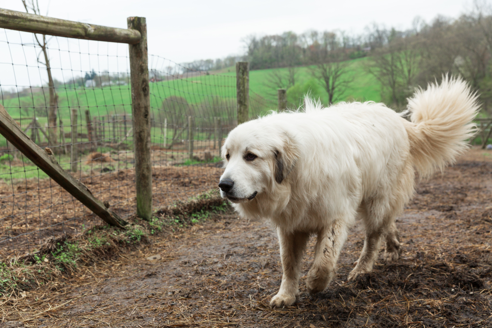 How Long Do Great Pyrenees Live