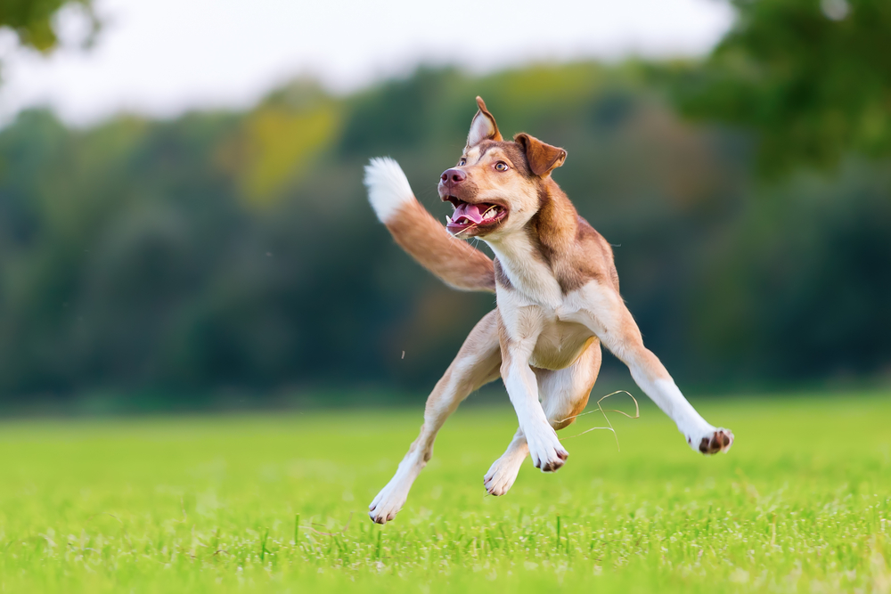 Why Do Dogs Run Sideways