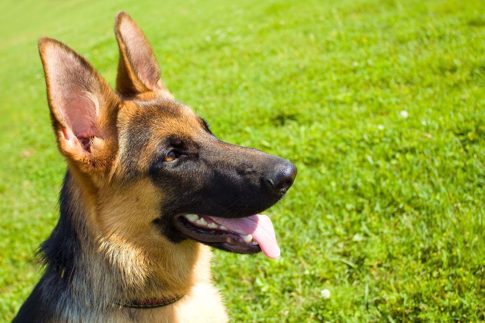 Why Do German Shepherds Have Big Ears
