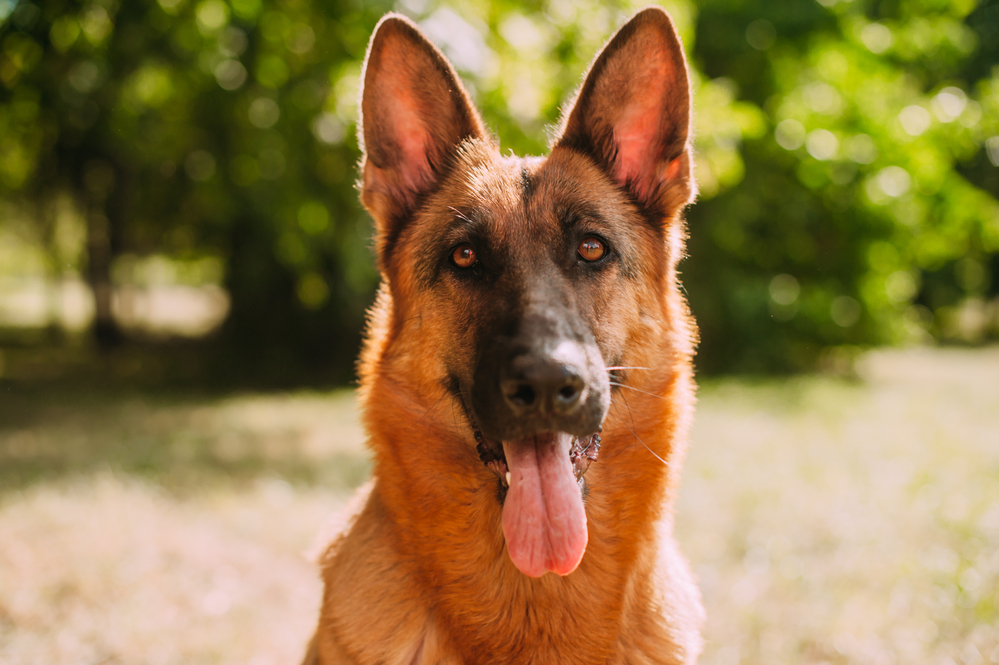 Can German Shepherds Do Well In Hot Temperatures