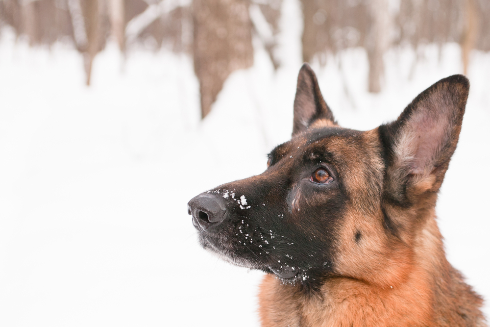 Can German Shepherds Do Well In The Cold