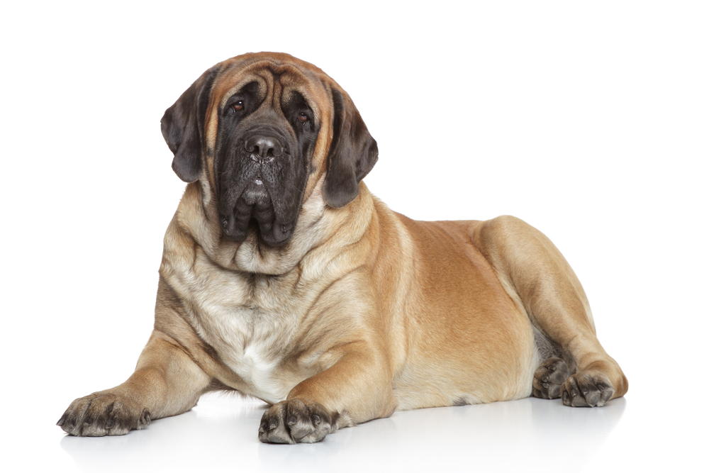Dog Breeds Over 100 Pounds