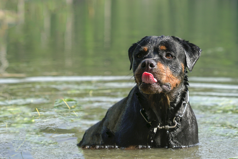 How Often Should You Bathe A Rottweiler