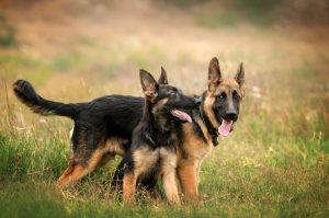 Is It Better To Have Two German Shepherds