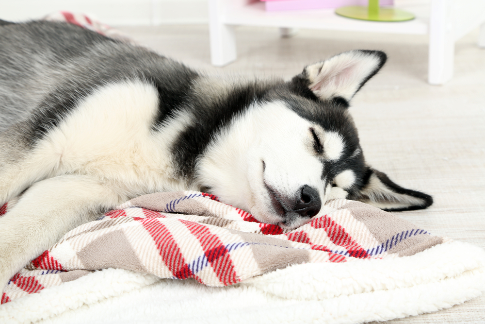 Do Huskies Sleep A Lot