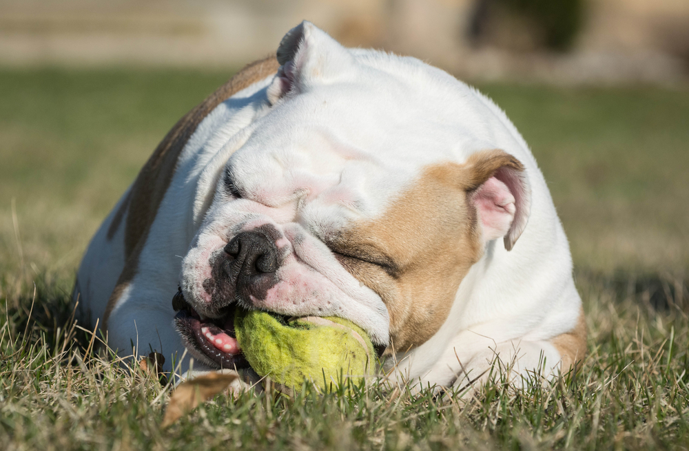 What Is The Bite Force Of An English Bulldog