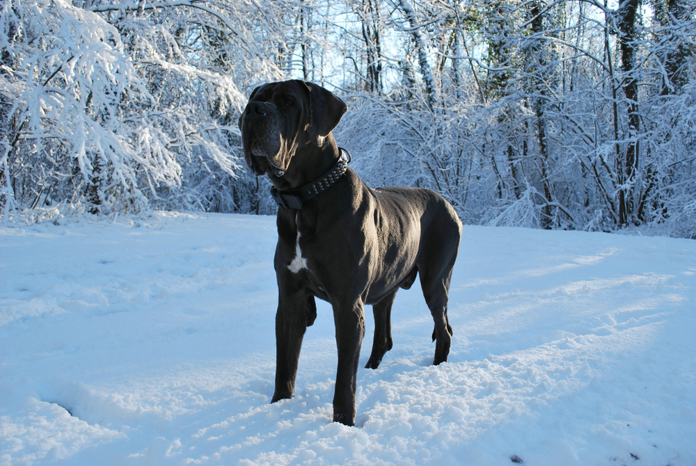 Can Great Danes Do Well In Cold