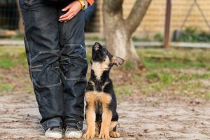 Why Do German Shepherds Nip Ankles