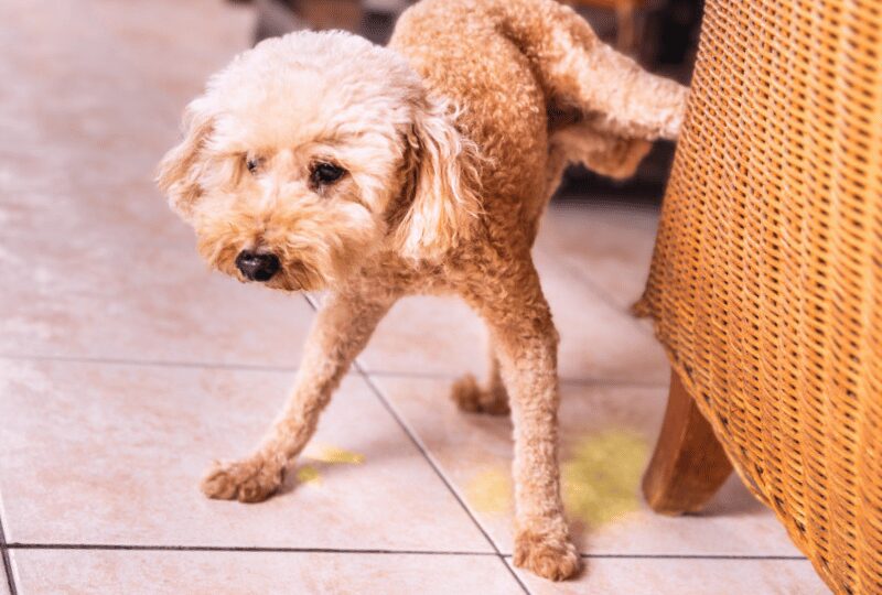dog urinating near chair in home