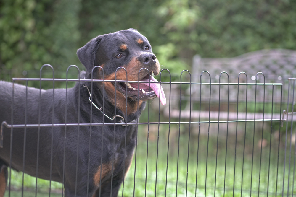 Do Rottweilers Have Separation Anxiety