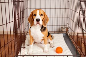 Why Do Dogs Dig In Their Crate