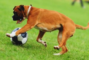 boxer dog pawing at a ball