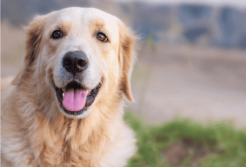 golden retriever learning basic obedience in group class