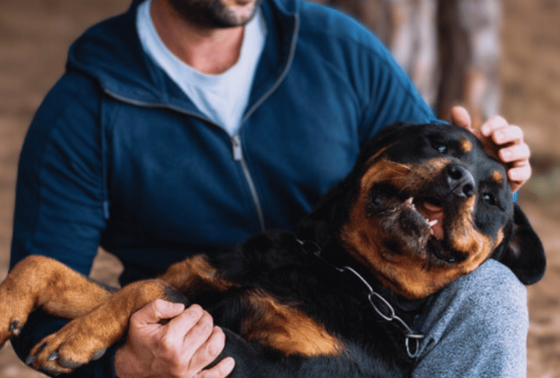 excited rottweiler playing with pet parent