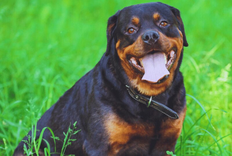 rottweiler staring at camera from a field