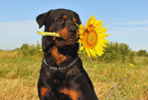 Rottweiler holding a sunflower in a field