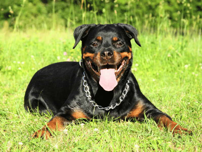 what not to do with a rottweiler