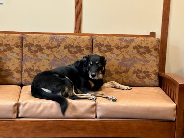 scout on his couch