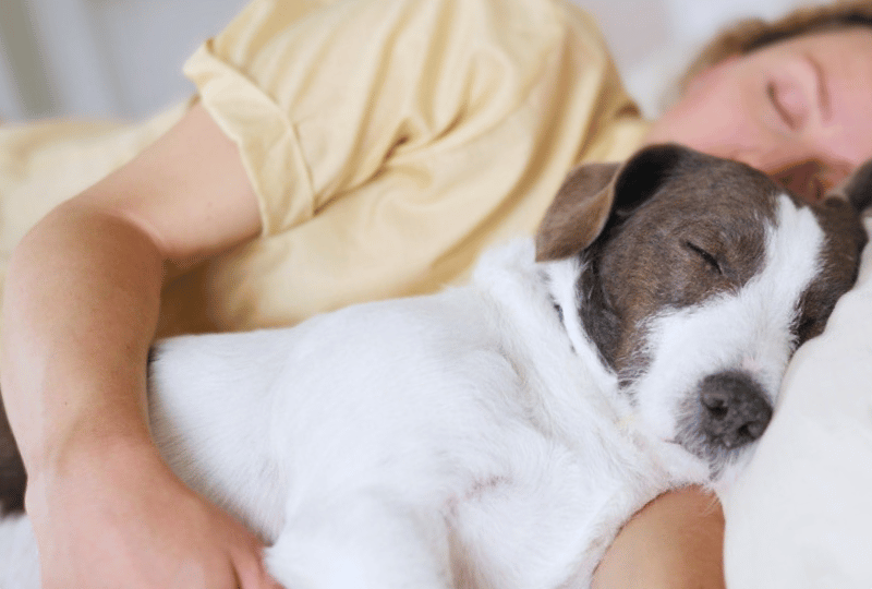 small terrier dog cuddling with owner in the afternoon