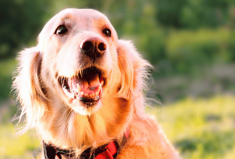 excited golden retriever making eye contact