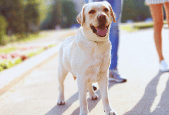dog attending leash walking class