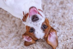 young Jack Russell Terrier rolling on carpet inside