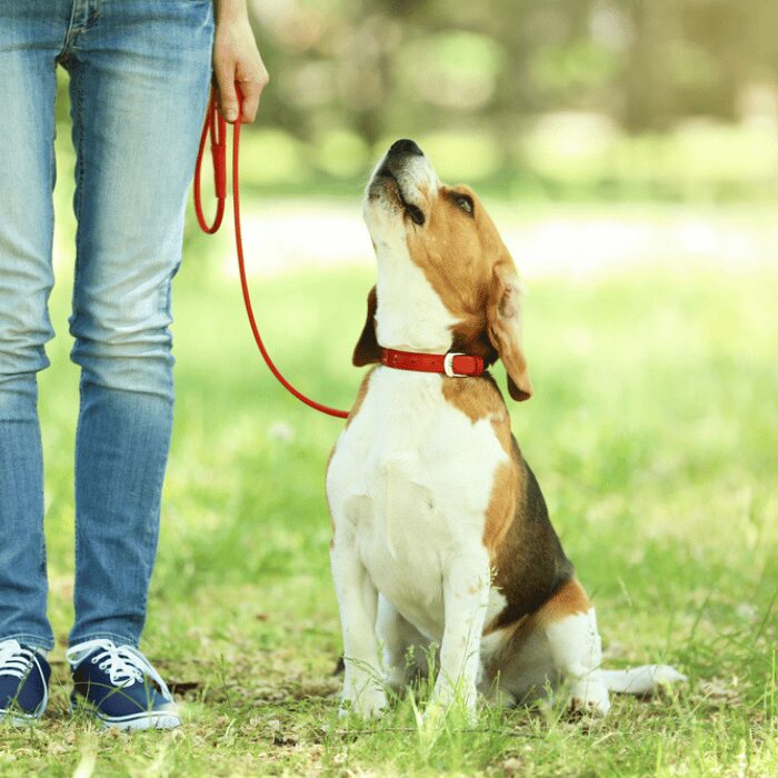 beagle at leash walking class