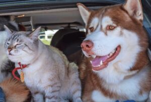 husky and cat in car